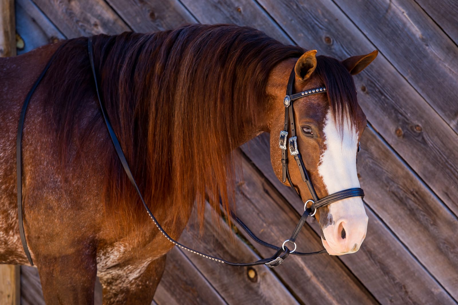 Black Dr. Cook Deluxe Western bitless headstall with antiqued silver spots on a sorrel horse