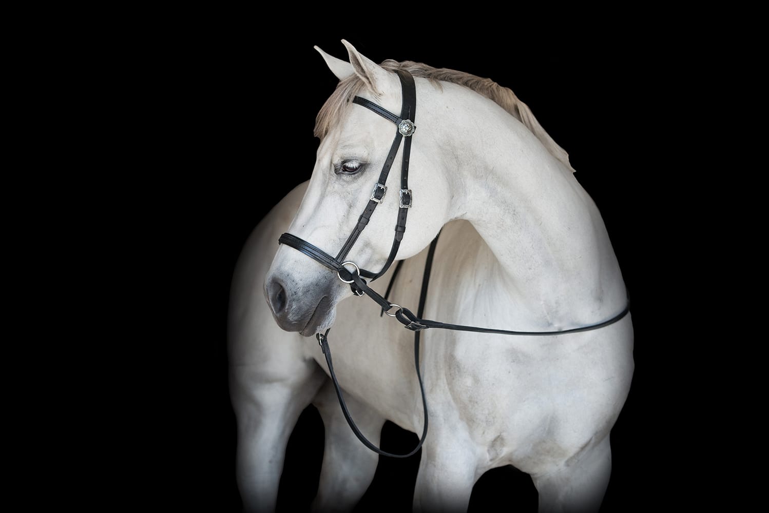 Black Dr. Cook Deluxe Western Leather bitless headstall on a grey horse