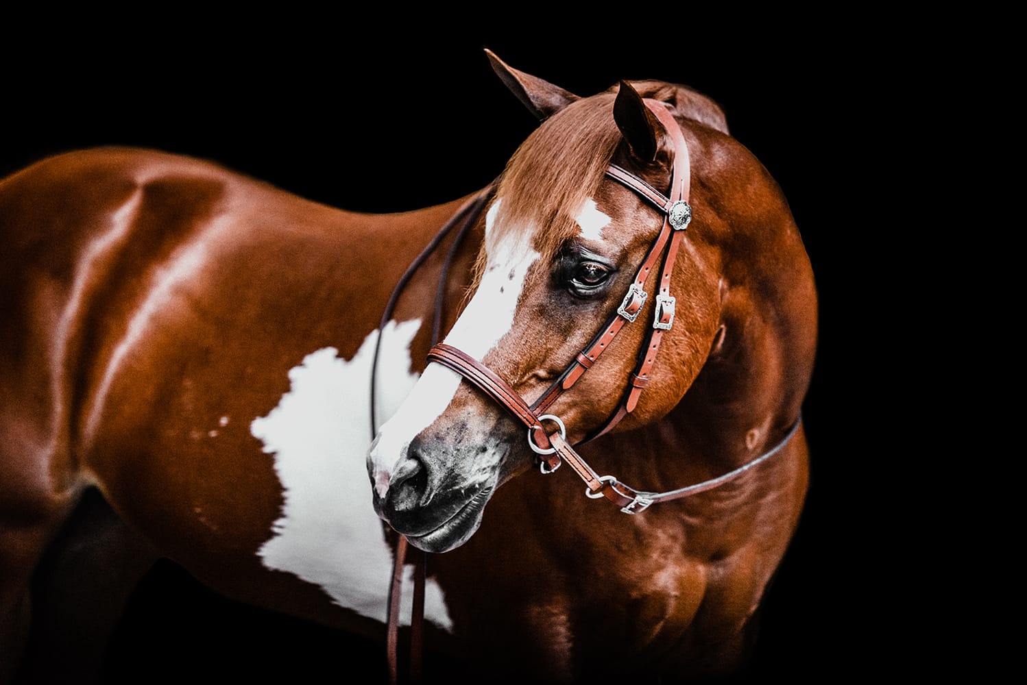 Dr. Cook Deluxe Western Leather bitless headstall with floral stainless buckles on a Paint horse