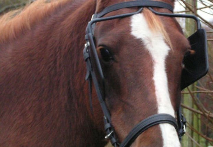 Dr. Cook Bitless Driving Bridle with open cheek by PHS Saddlery