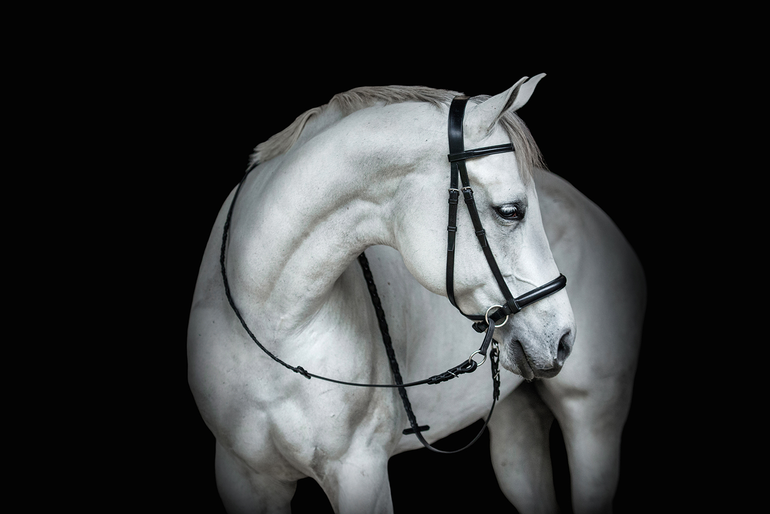 Black English leather Dr. Cook Bitless Bridle Hunter style on a horse