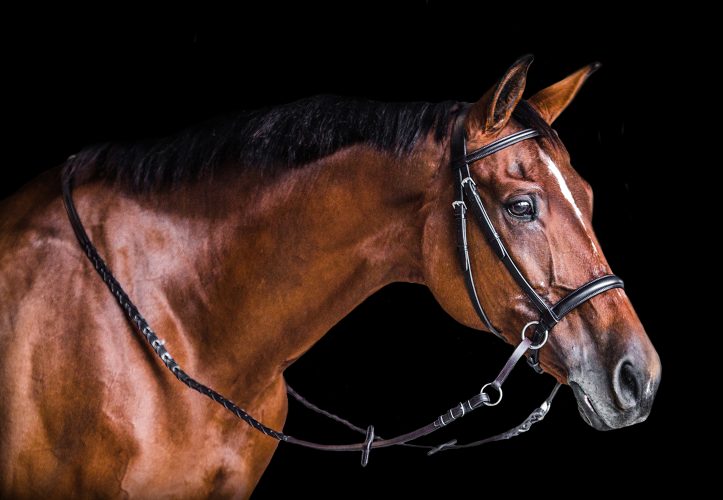 Havana English leather Dr. Cook Bitless Bridle hunter headstall