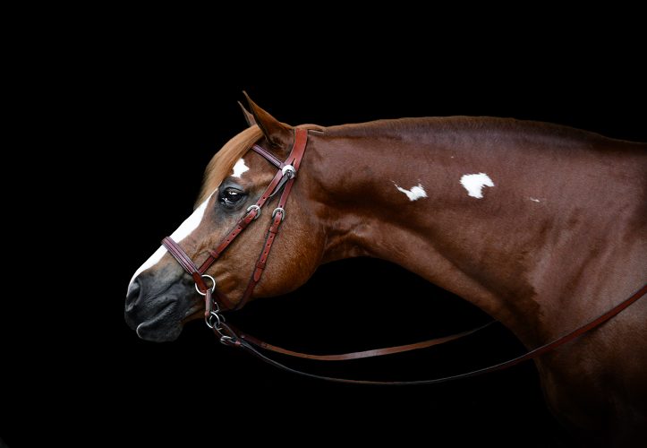 Brown Western leather Dr. Cook Bitless Bridle headstall fitted on a horse