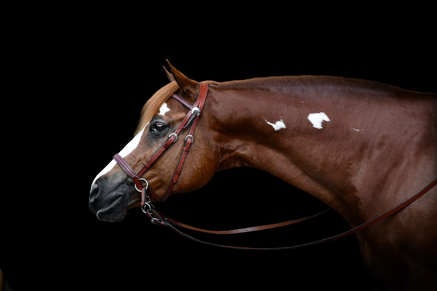 Brown Dr. Cook Western Leather bitless headstall with star concho on a chestnut Paint horse