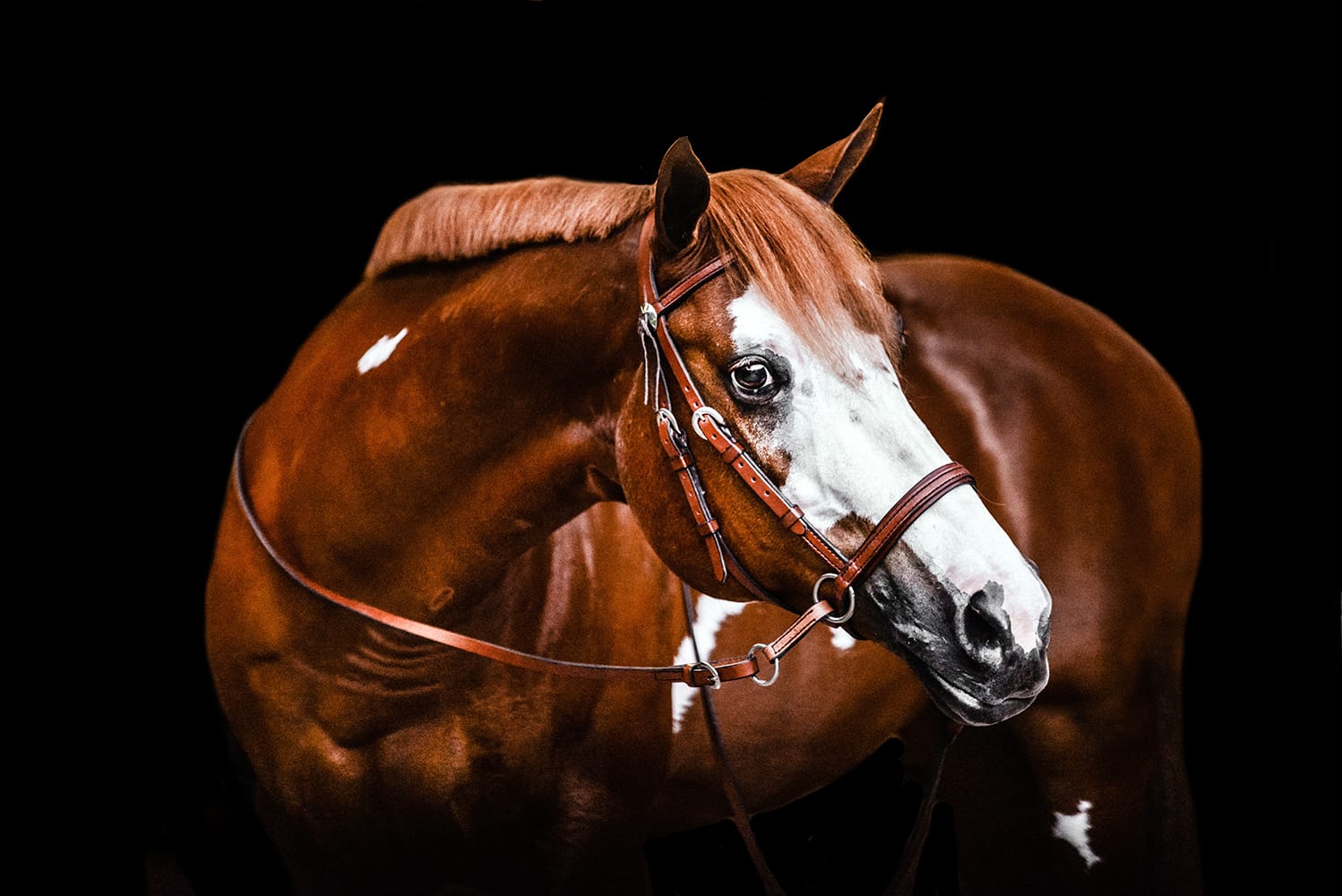 Chestnut Paint horse in a medium brown Dr. Cook Western Leather bitless headstall with split reins
