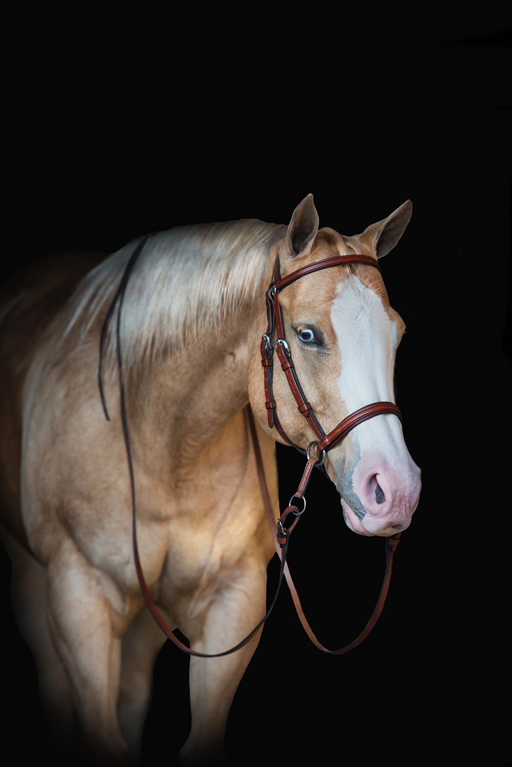 Palomino Quarter Horse type standing square in a brown Dr. Cook Western Leather bitless headstall