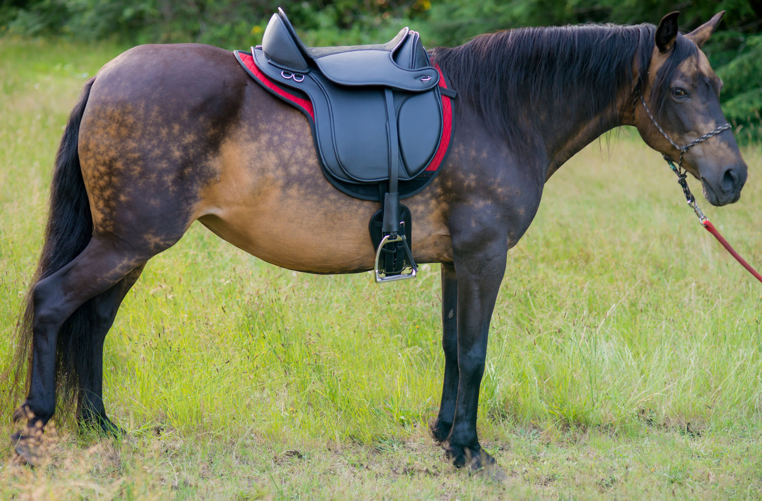 Black Forest leather treeless saddle product photograph on white background
