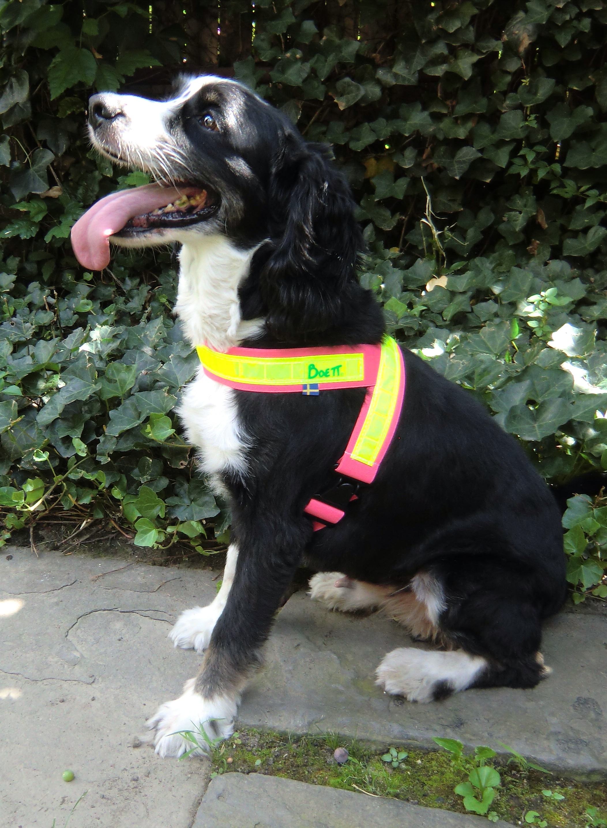 Boett breathable polyester sweet itch blanket fitted on an allergic horse