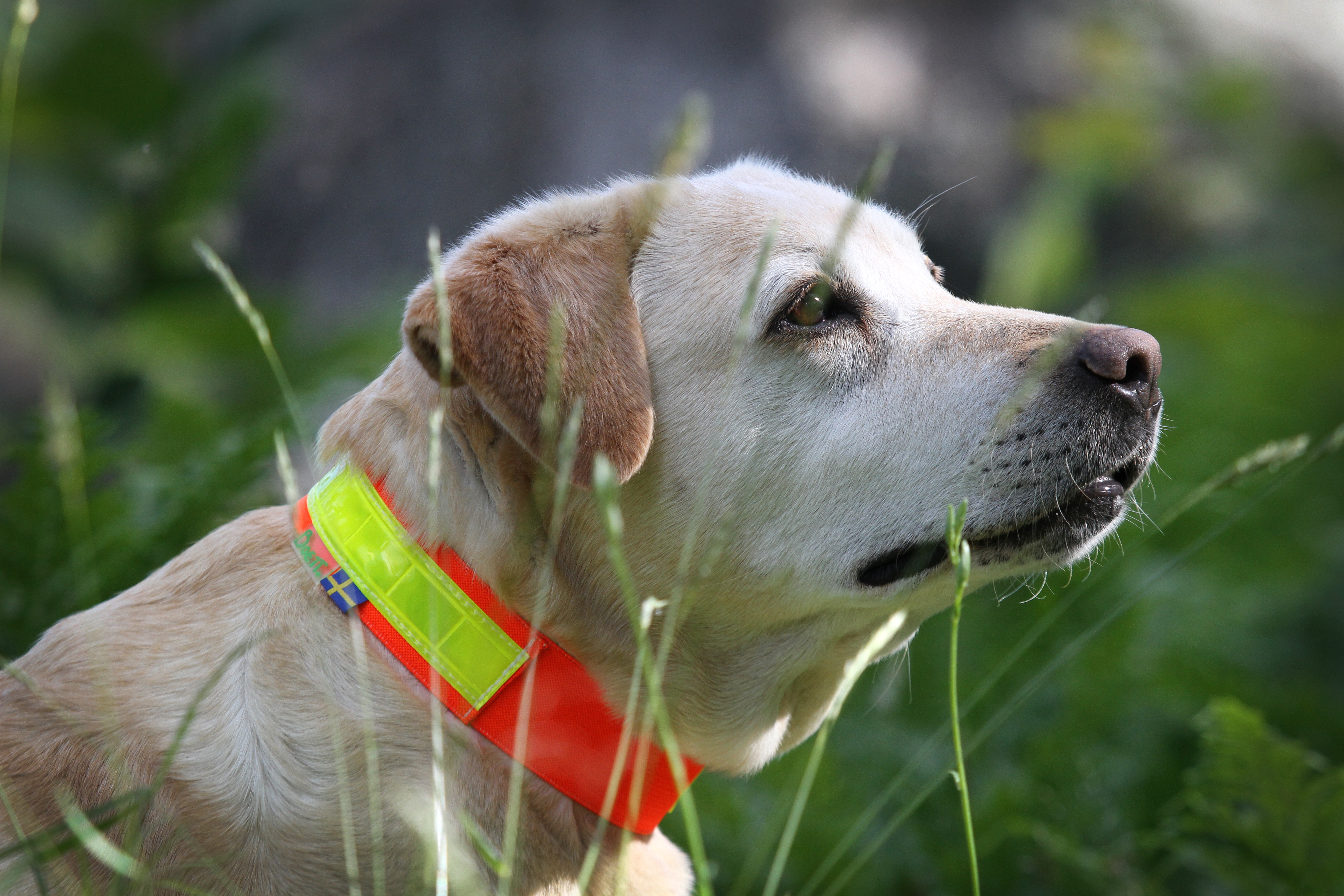 Boett reflective elastic collar accessory for horses