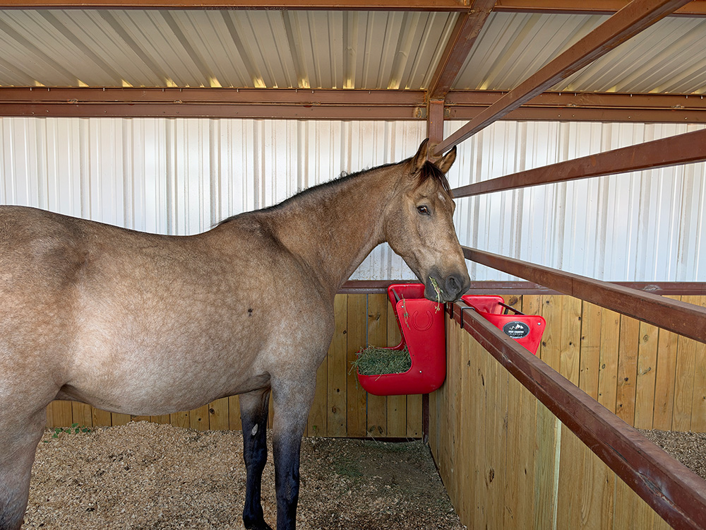 Buckskin horse eating hay from a red High Country Plastics hanging wall feeder in a covered stall, with a second red feeder hung over the next rail