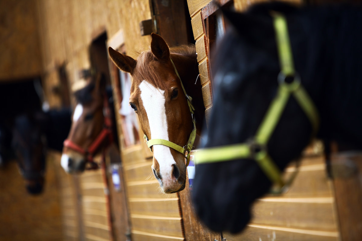 Calm, settled horses resting at their stall doors in a quiet barn aisle