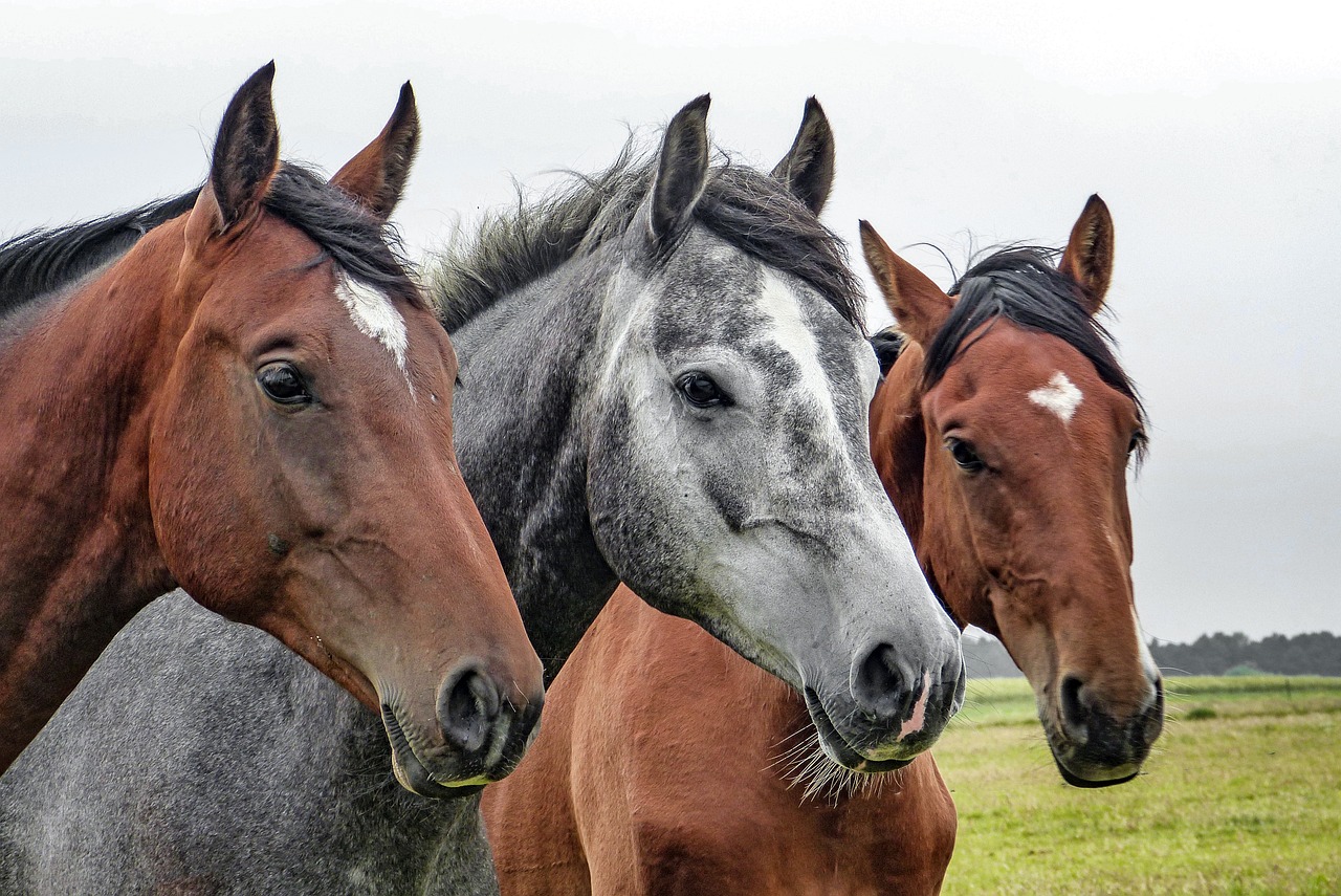Three horses, two bay and one dappled grey, standing together in an open field