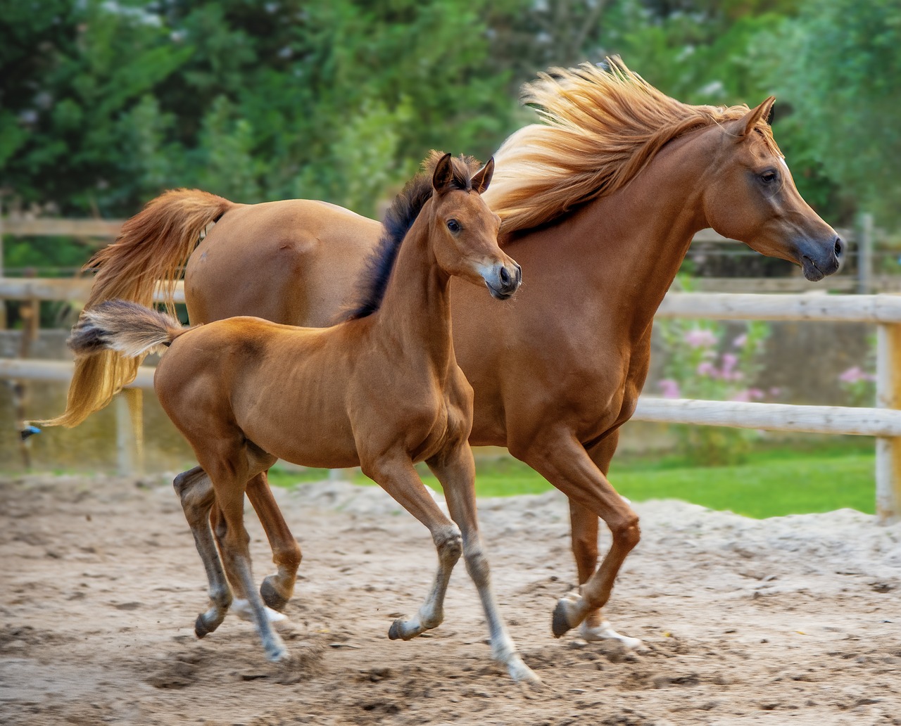 A chestnut mare and her foal trotting together inside a sandy paddock