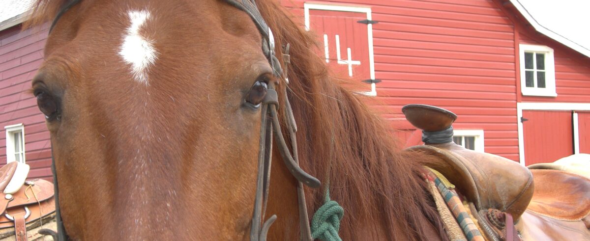 Detailed close-up of a chestnut horse's eye and bridle in front of a red barn
