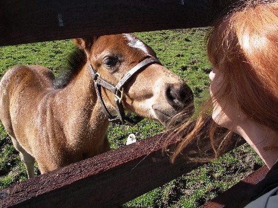 Animal communicator Carol Hensell standing with a horse