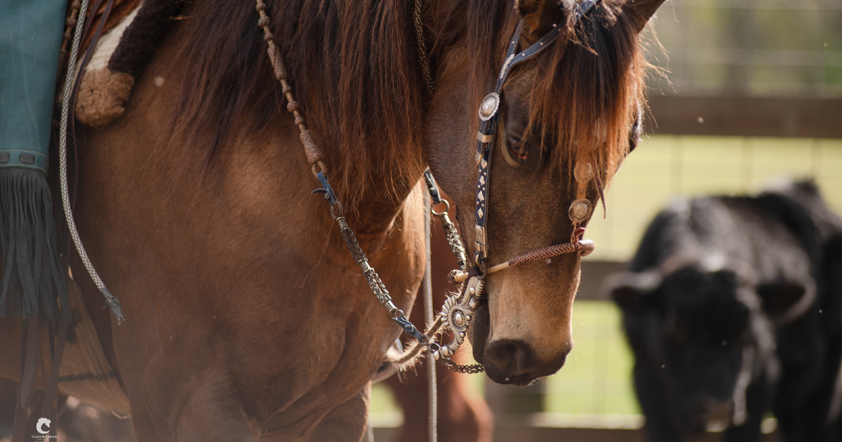 Close-up of a ranch horse in a traditional Vaquero hackamore and bosal with cattle in the background