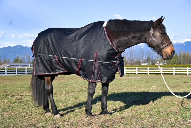 Champion Horse Blankets waterproof turnout blanket on a horse outdoors