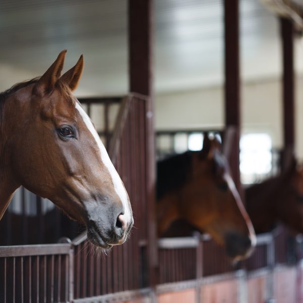 Horse stall bedded with Champion Shavings pine wood shavings