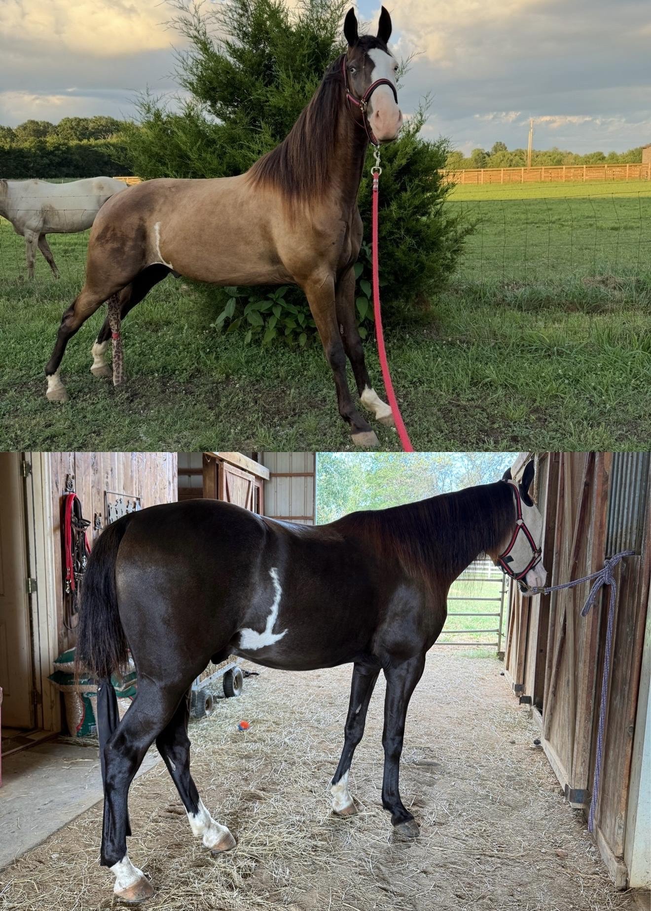 Horses in good condition standing at a farm, the kind of everyday animals WORM-A-WAY is formulated to support
