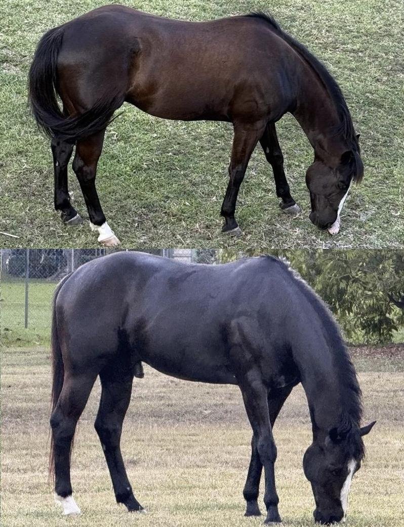 Two horses grazing quietly, illustrating the calm, gut-first deworming philosophy behind WORM-A-WAY