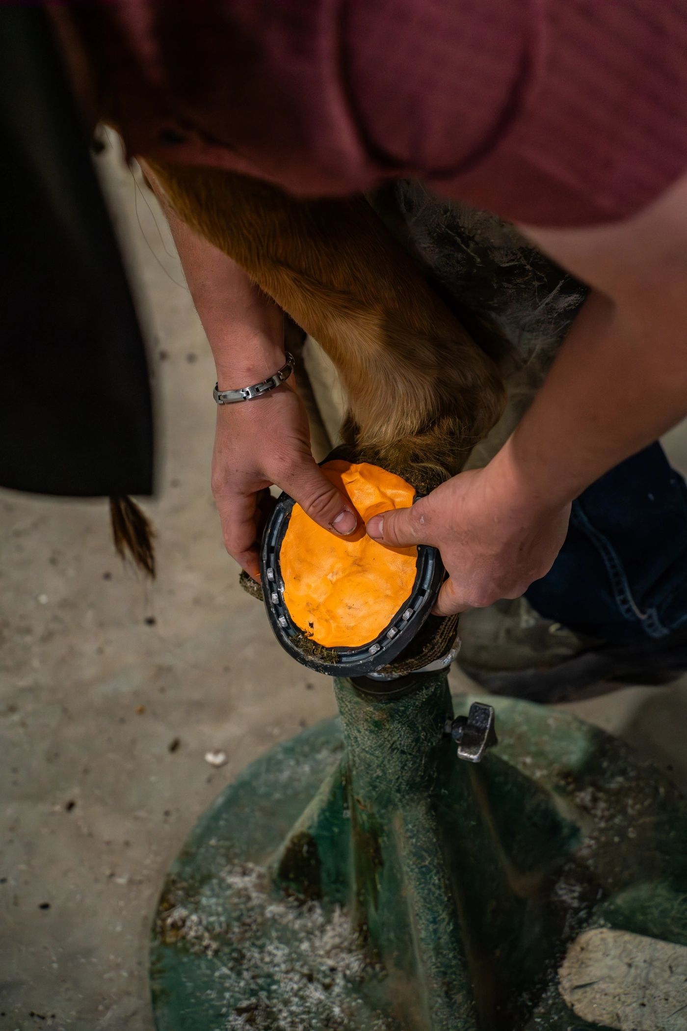 Hands pressing bright orange Cloud 9 silicone putty into the sole of a shod hoof on a hoof stand