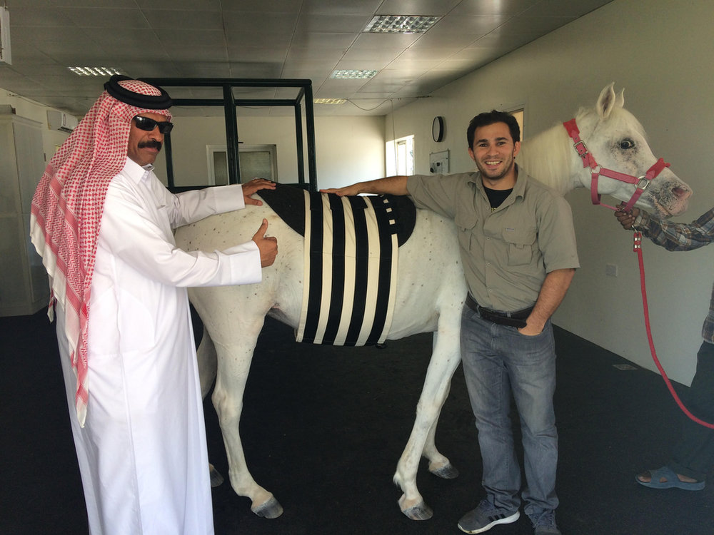 White Arabian horse fitted with the CM Equine striped abdominal belt while two handlers steady it