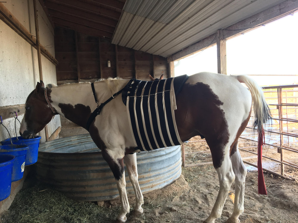 Paint horse in a barn wearing the CM Equine abdominal pressure bandage along its belly during recovery