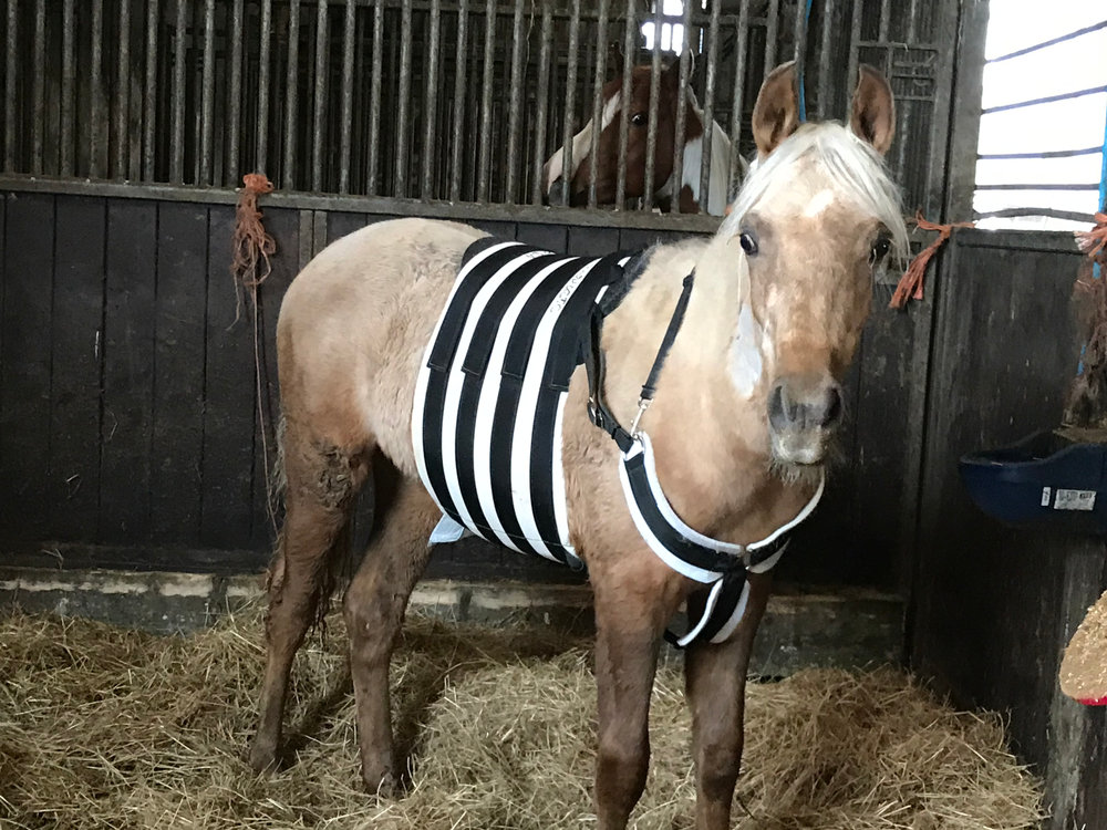 Palomino foal in a stall wearing the CM Equine foal belt with breast collar for umbilical hernia support