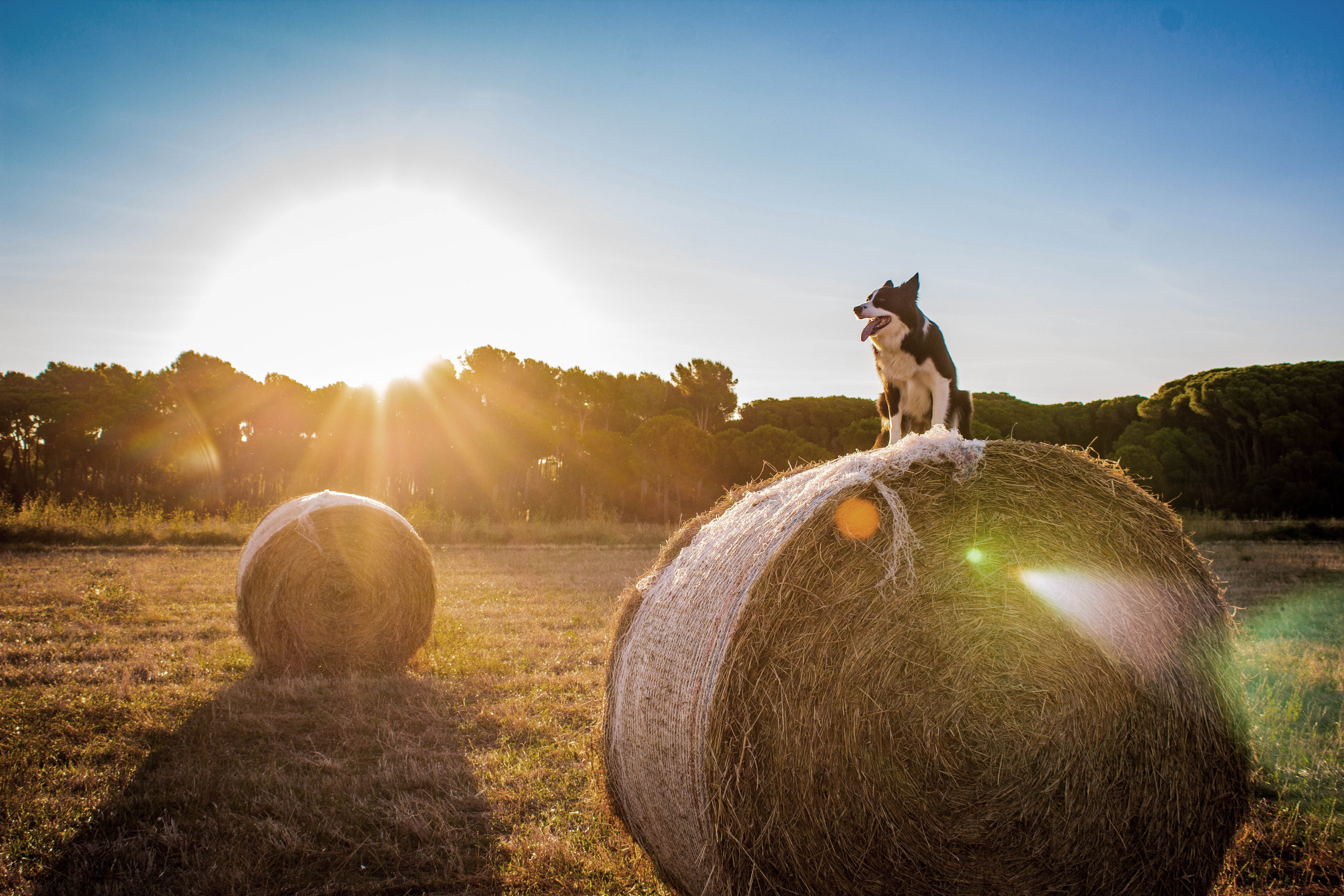Farm lifestyle scene with dog at Country Acres LLC hay storage