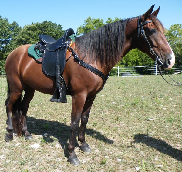 Crest Ridge Saddlery Sinclair custom Western saddle for gaited horses and mules