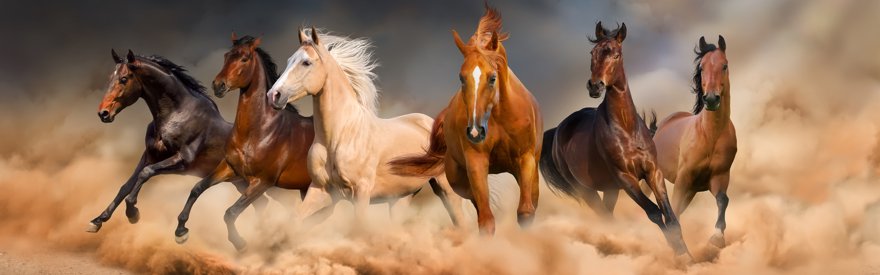Horse in dusty paddock representing nutritional support for Cushings disease