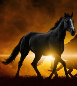Horse at sunrise illustrating Cushings PLUS equine health support