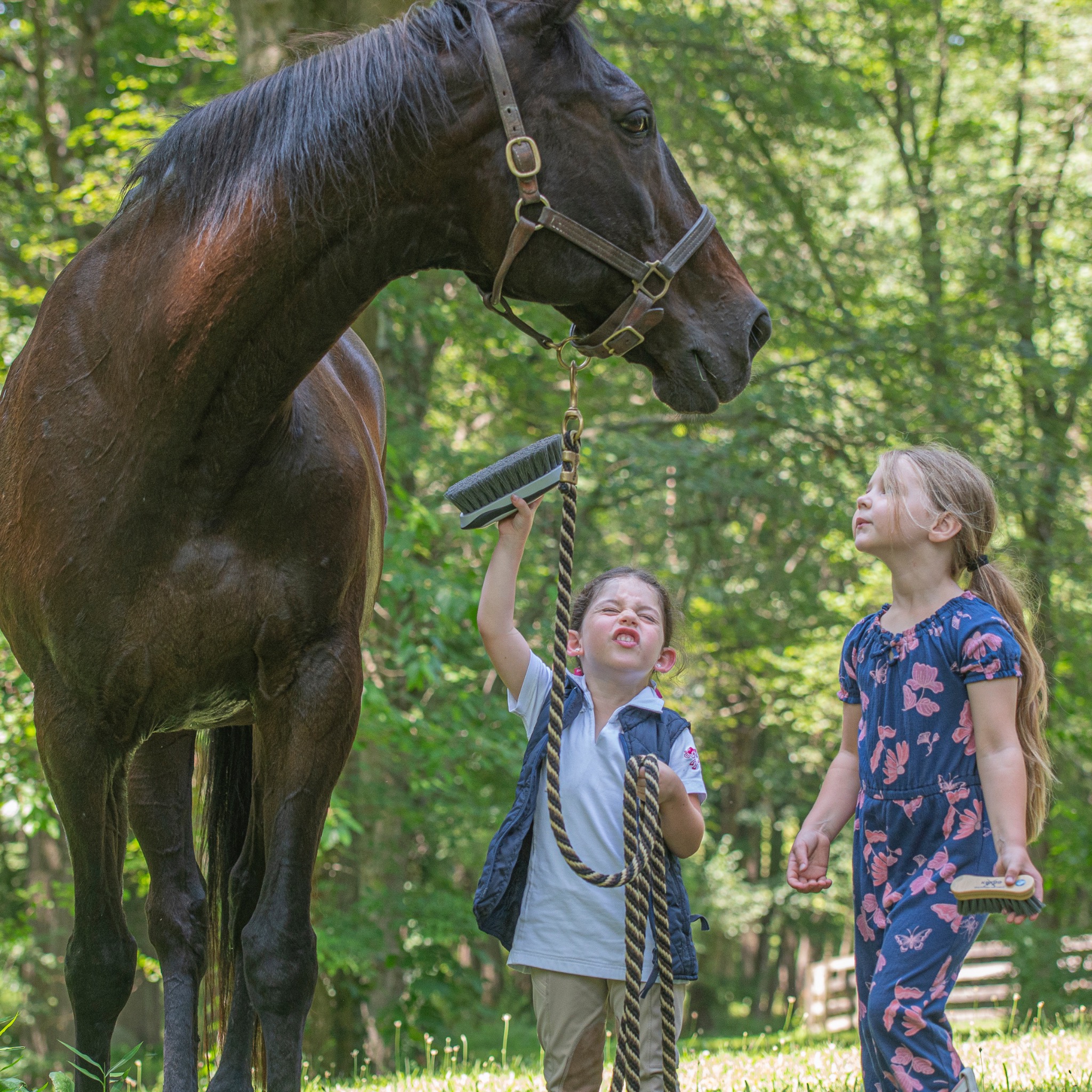 Two children grooming a calm, confident dark horse outdoors with bonding brushes