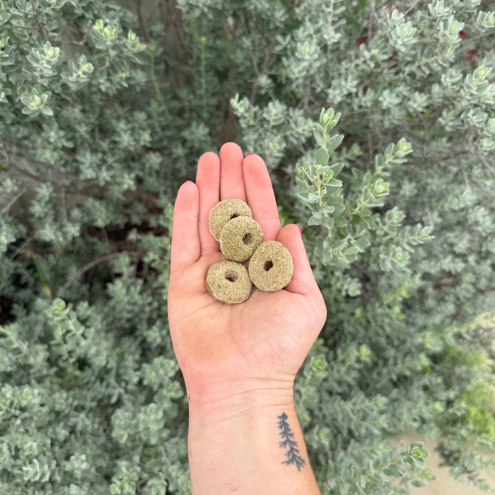 Alfalfa ring horse treats from Delicious Horse Treats resting in an open palm