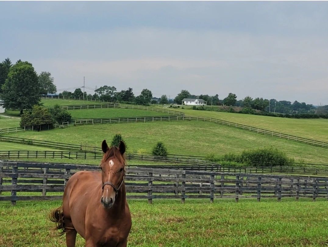 Young Thoroughbred at turnout on the rolling 100-acre Dream Makers farm in Kentucky
