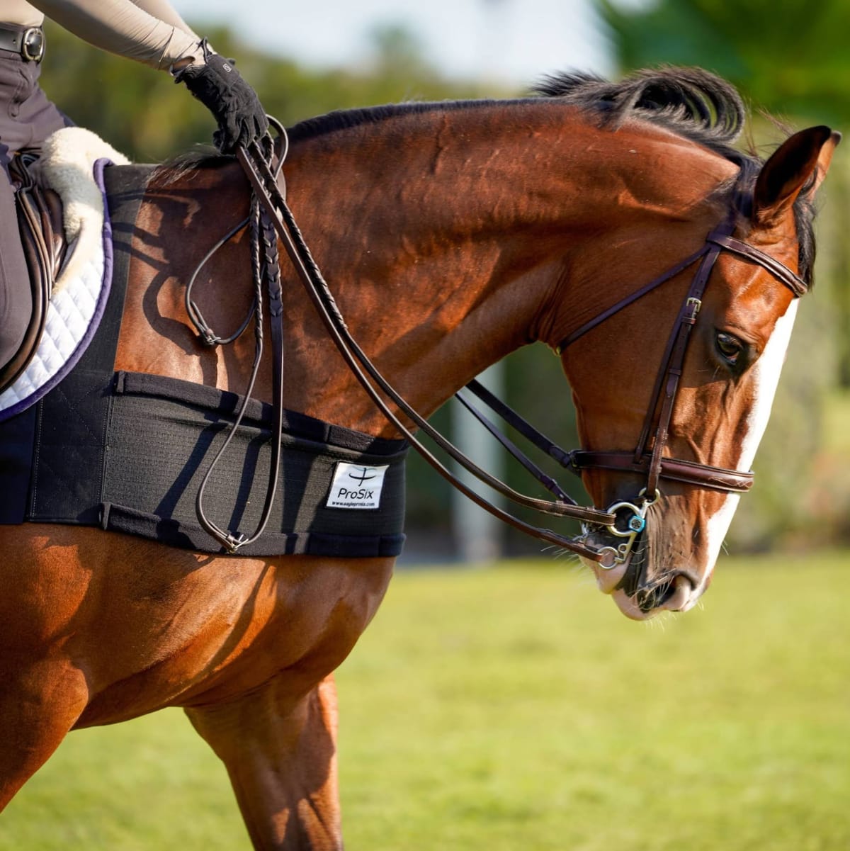 Close-up of a bay horse in a snaffle bridle wearing the ProSix elastic band under an English saddle and white saddle pad