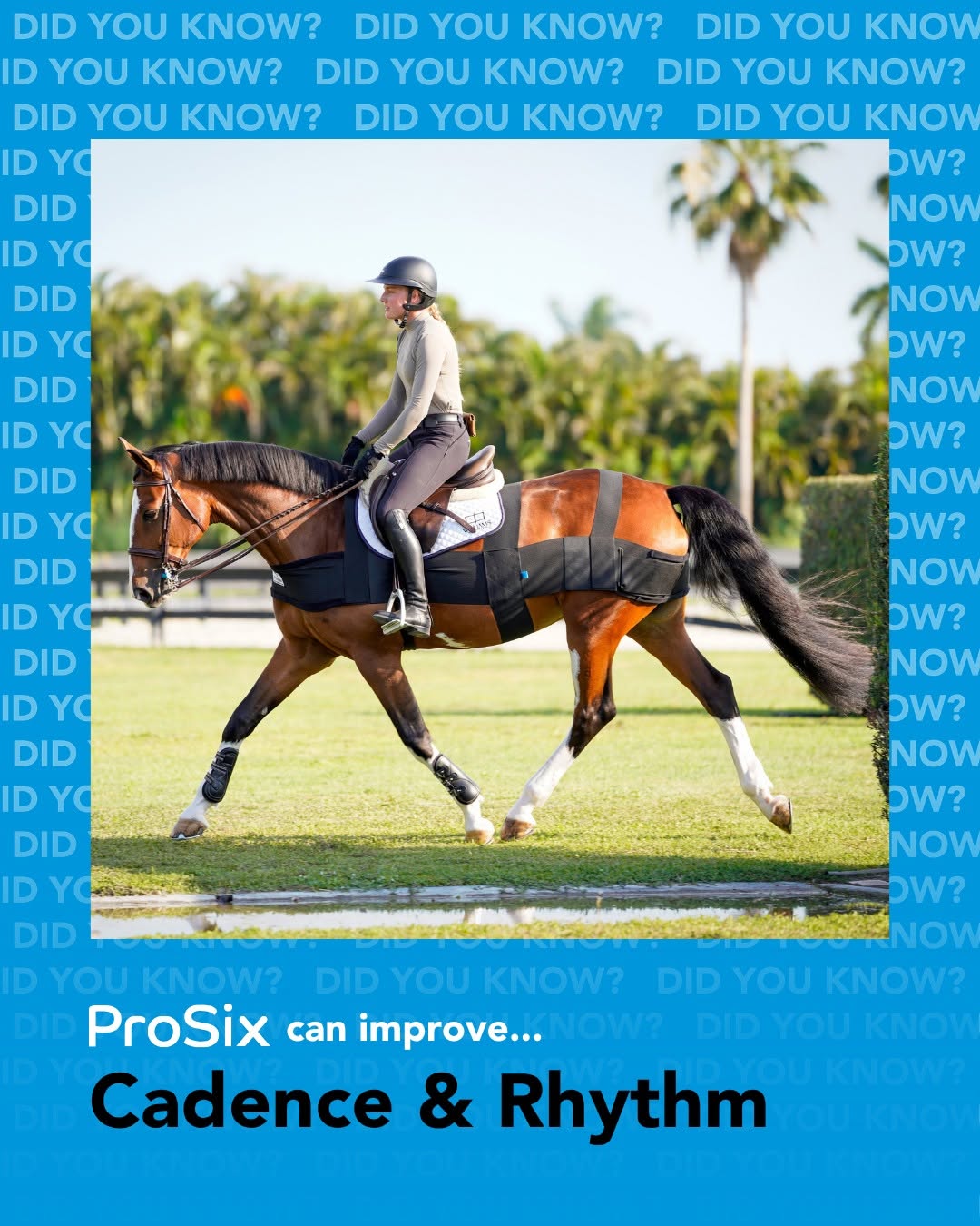 Bay horse trotting on grass under an English rider while wearing the ProSix wrap, framed by a blue ProSix graphic reading Cadence and Rhythm