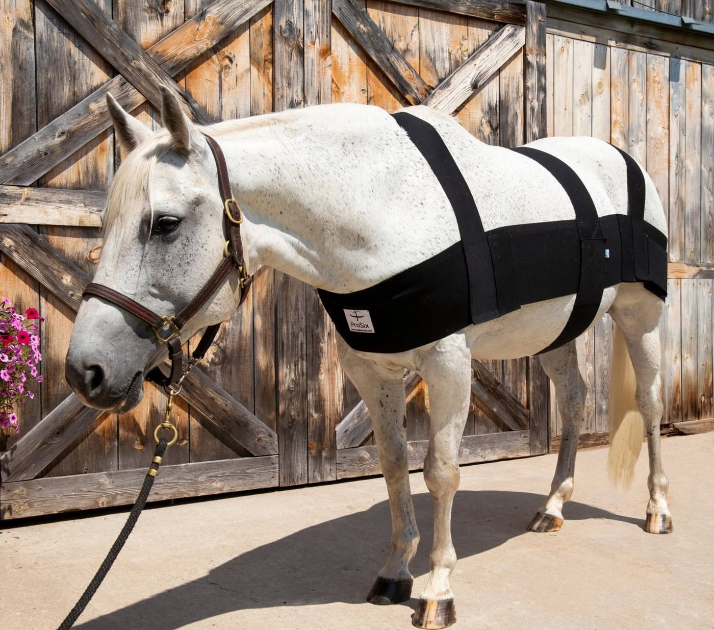 Dappled gray horse in a leather halter wearing the black ProSix elastic band wrap around its chest, barrel and hindquarters in front of a wooden barn door