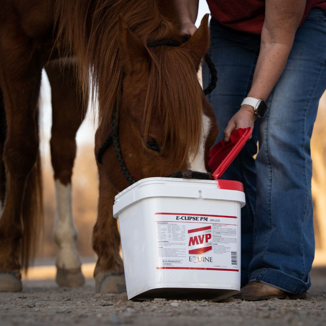 Chestnut horse eating from a white MVP Eclipse' PM pellet bucket while a person scoops the supplement