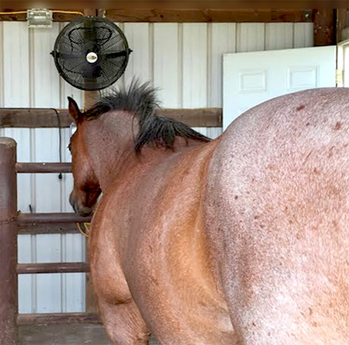 fanarthorsereal