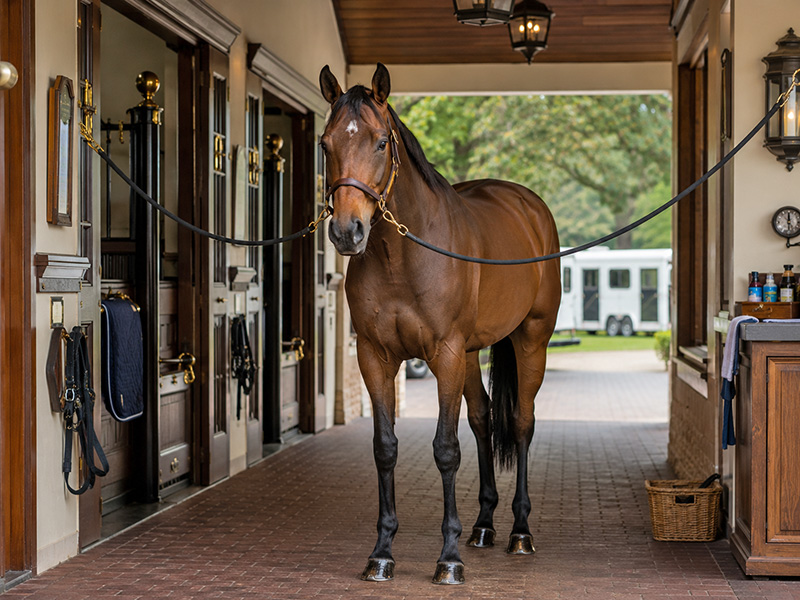 ottbshowhorse