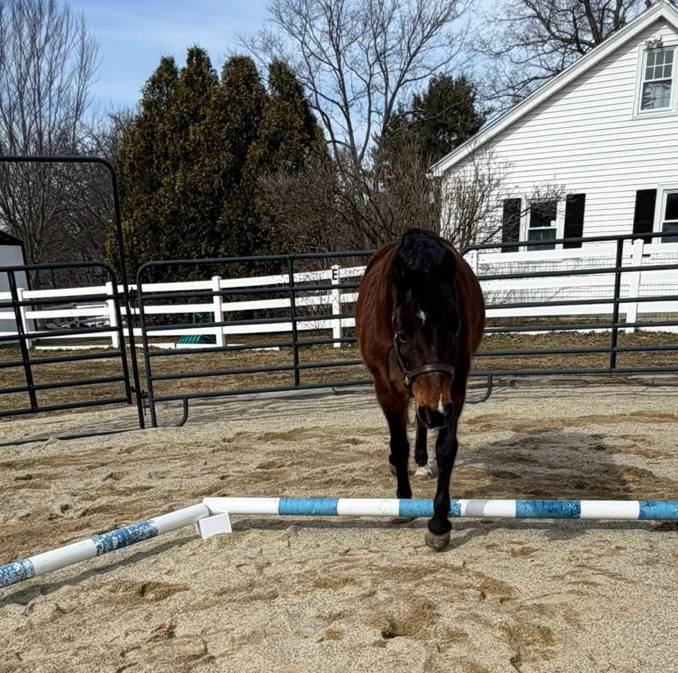 Horse stepping over a striped ground pole raised on PoleRise blocks in an outdoor paddock