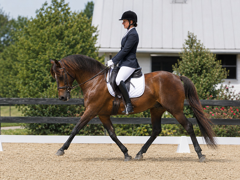 morganodressage