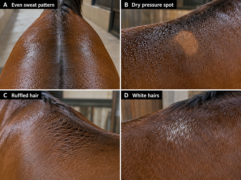 saddlefitsigns