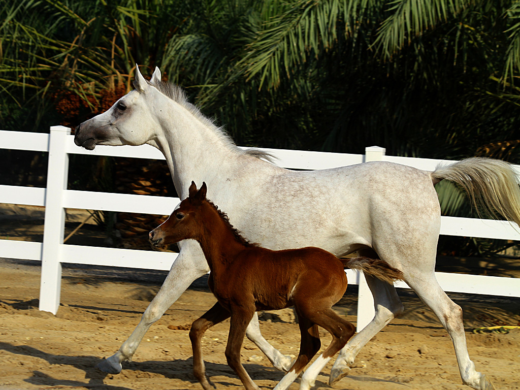 vinylhorsehorses
