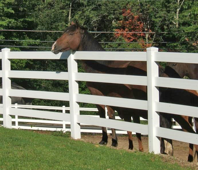 vinylhorseleaning