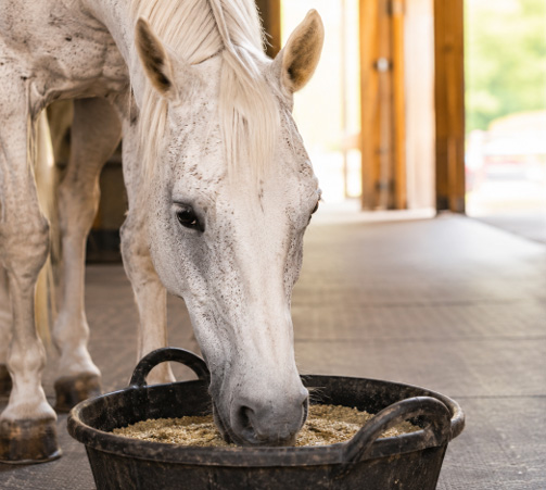 Feeding Horses