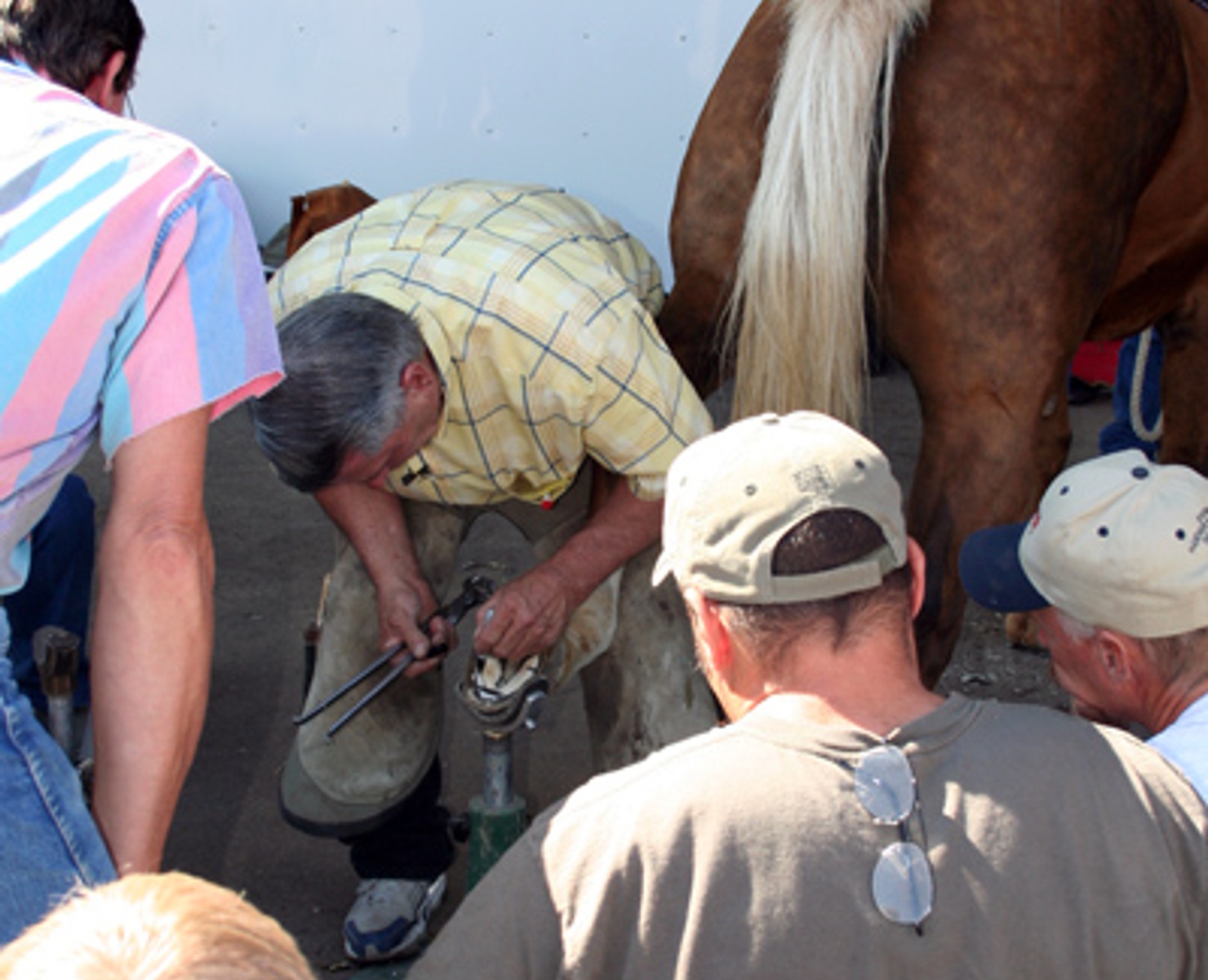 EDSS founder Gene Ovnicek demonstrating therapeutic hoof work on a horse for a group of farriers watching at a hands-on clinic