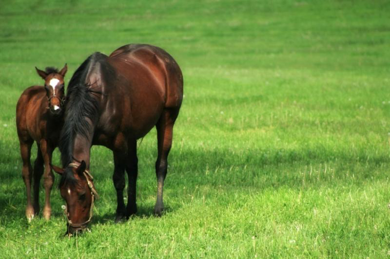 Mare and foal grazing on a clean manure-free pasture
