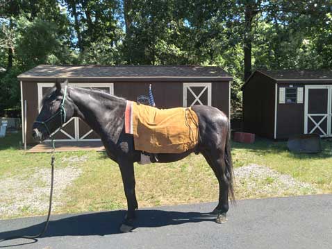 El Compañero Bareback Rider soft suede saddle pad in use on horseback